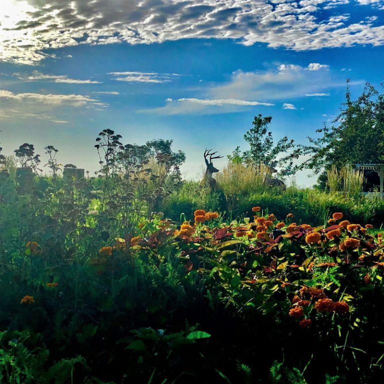 shelby3 orig 768x768